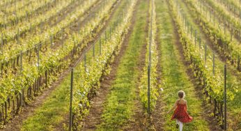 Enoturismo, Linee guida per cantine aperte Covid-Free