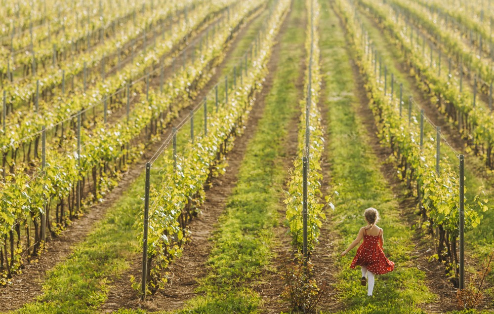 Enoturismo, Linee guida per cantine aperte Covid-Free