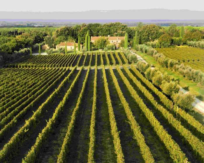 Poggio alle Gazze dell’Ornellaia 2018, colore della luce e eleganza mediterranea